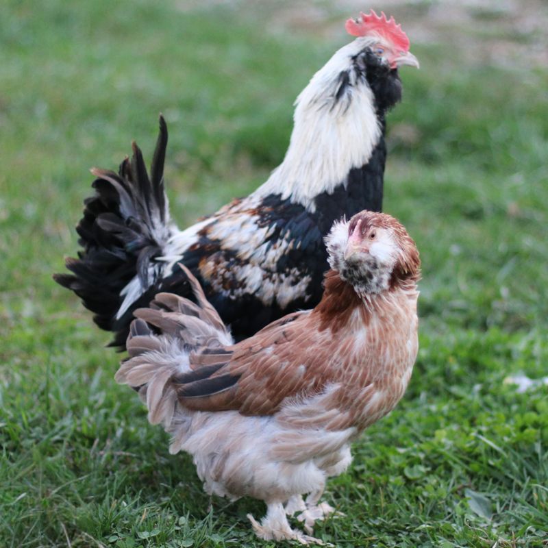 SALMON FAVEROLLE PICK-UP DATE APRIL 24