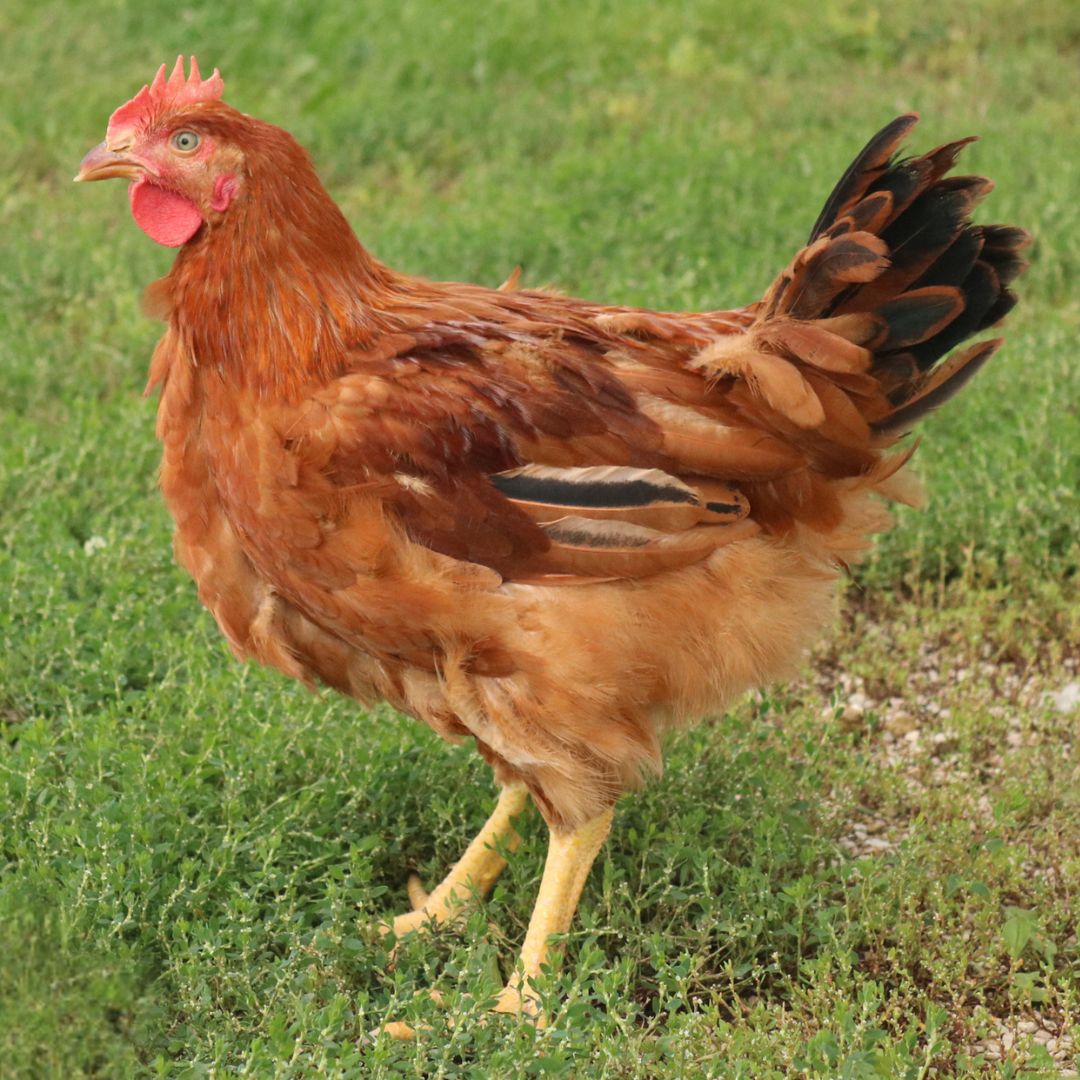 RUDD RANGER BROILERS P/U APRIL 23