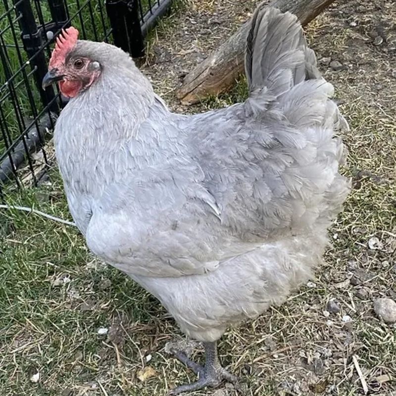 LAVENDER ORPINGTON PICK-UP DATE MAY 7