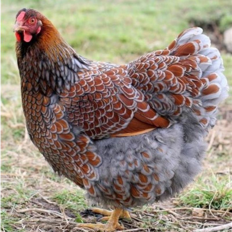 BLUE LACED RED WYANDOTTE PICK-UP DATE MAY 28