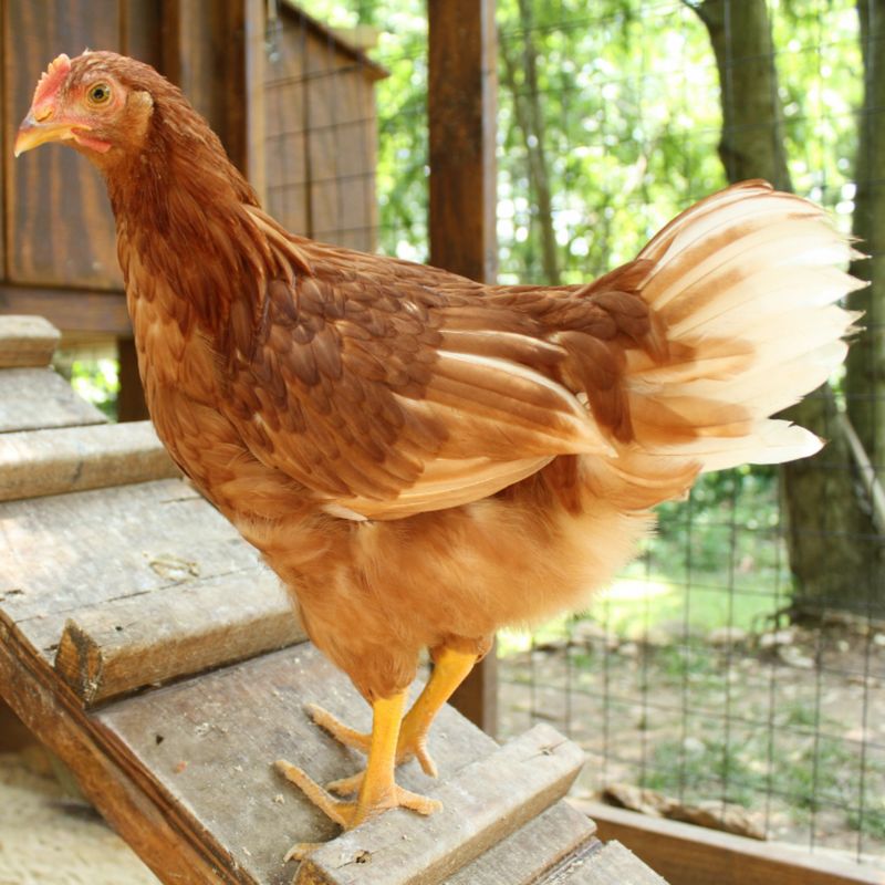 STARLIGHT GREEN EGGER PICK-UP DATE APRIL 30