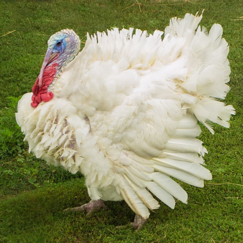 WHITE TURKEY  PICK-UP DATE MAY 7