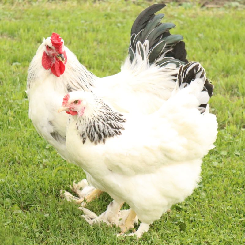 LIGHT BRAHMA PICK-UP DATE MAY 13