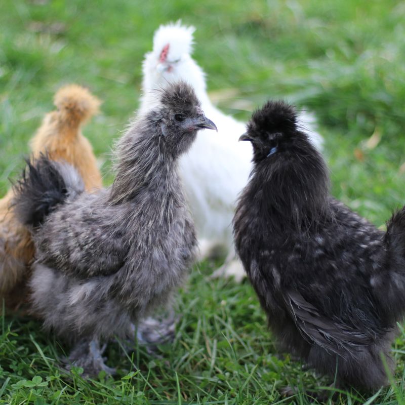 MIXED SILKIE BANTAMS PICK-UP DATE MAY 14