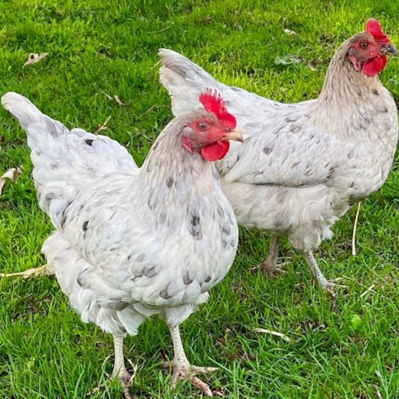 SAPPHIRE SPLASH PICK-UP DATE MAY 13