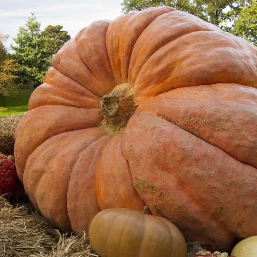 PUMPKIN DILL&#39;S ATLANTIC GIANT PKT