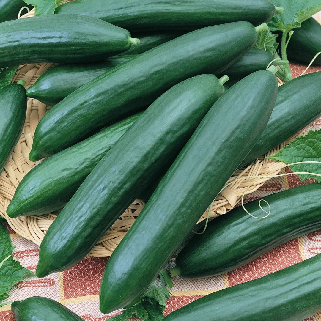 CUCUMBER TENDERGREEN PKT