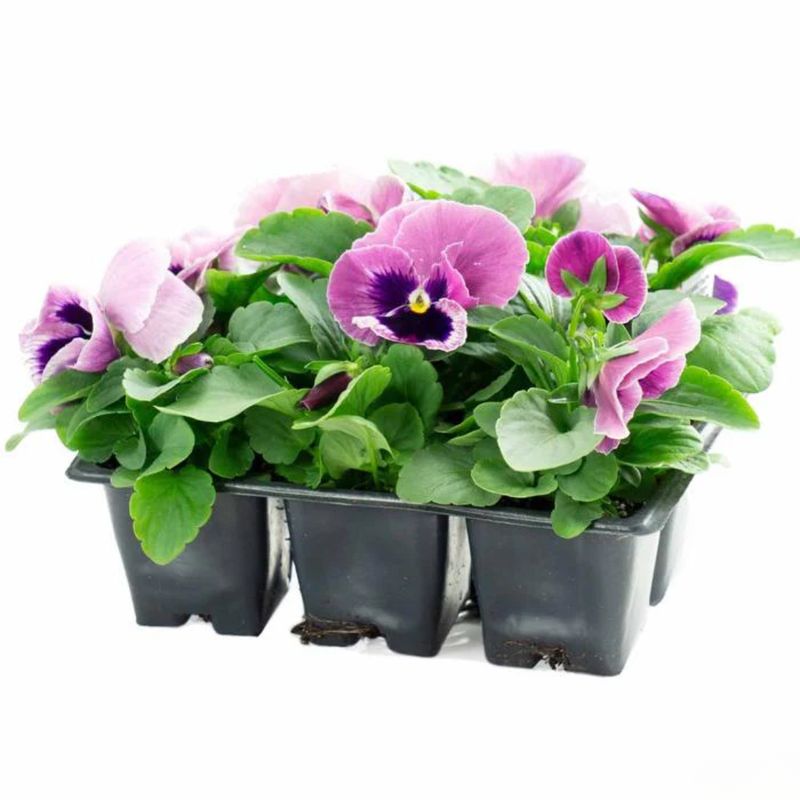 PANSY 6PK