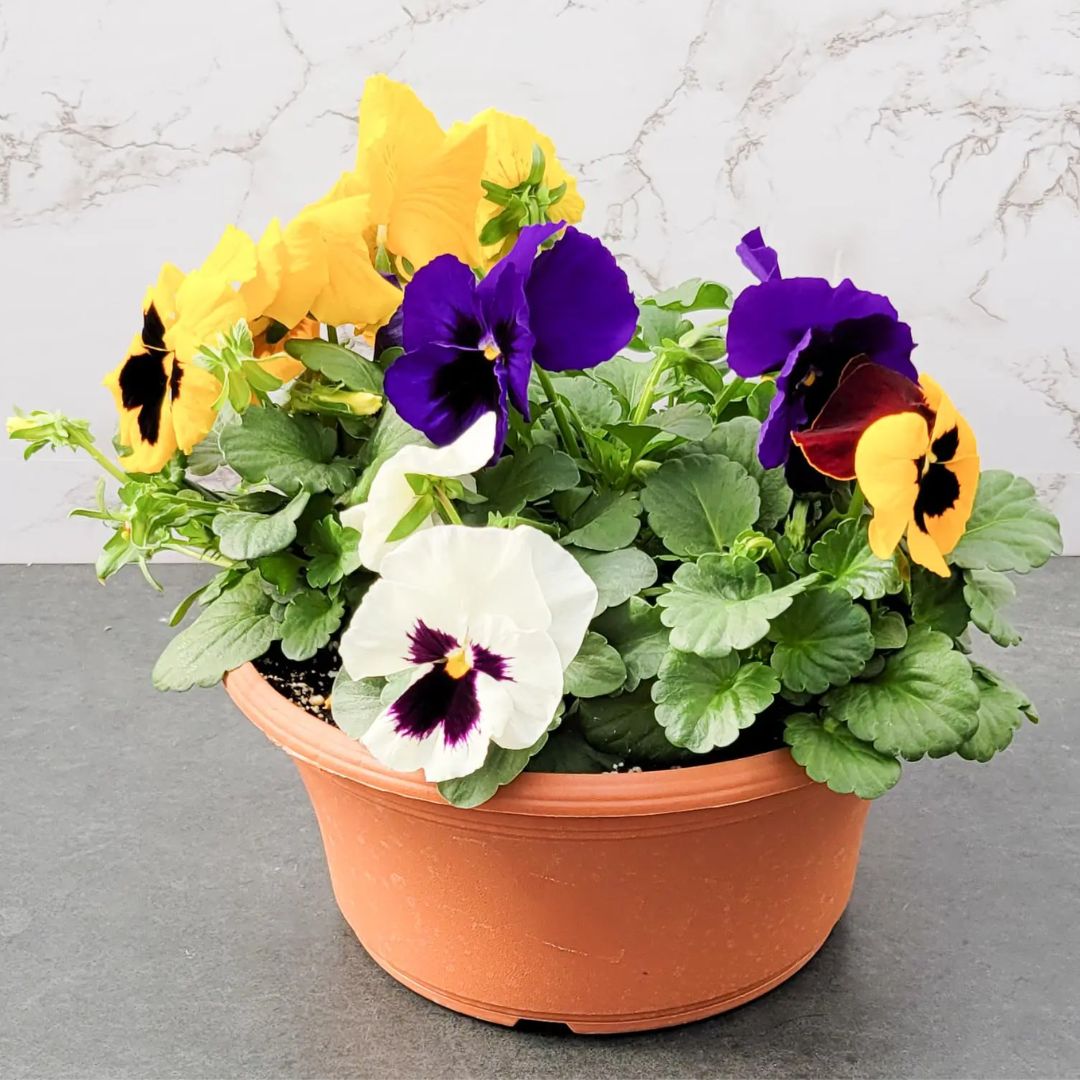 PANSY PLANTER