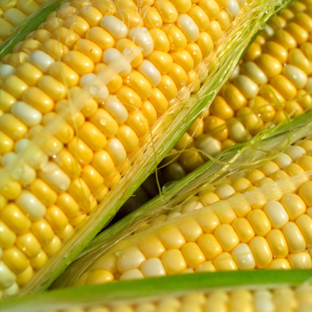 SWEET CORN BICOLOR BUTTER &amp; SUGAR 2 OZ PKT