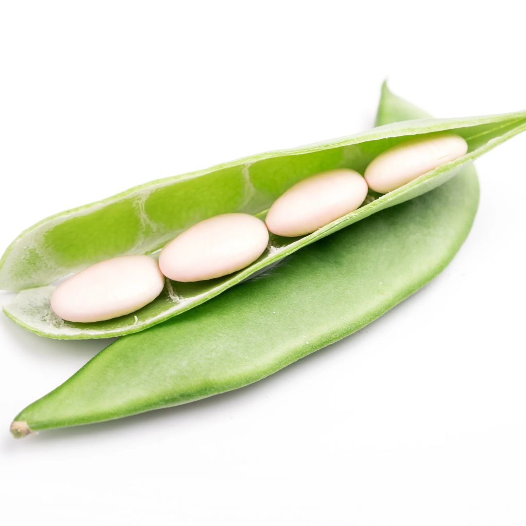 LIMA BEANS FORDHOOK #242 PKT