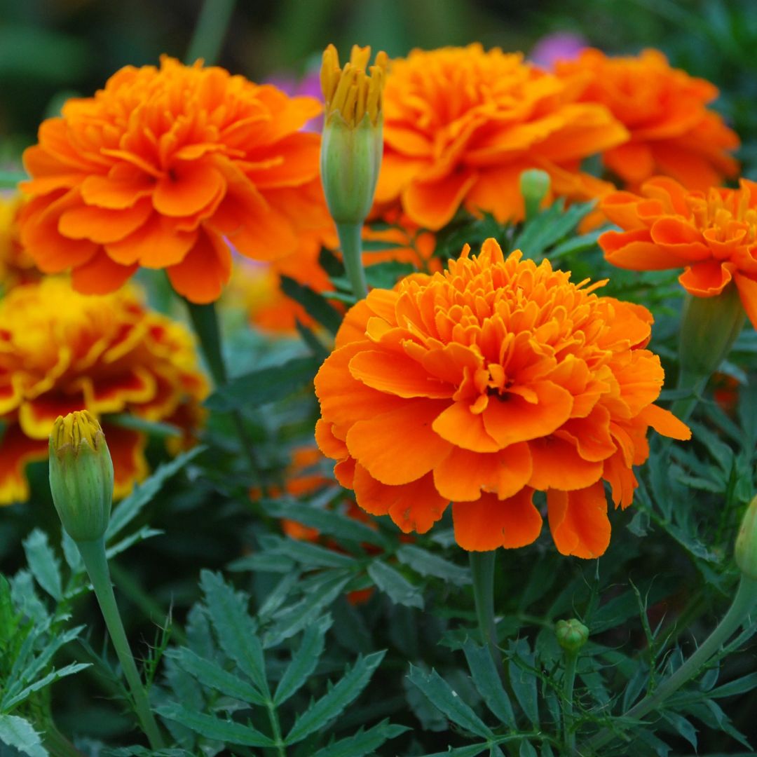 MARIGOLD JANIE DEEP ORANGE PKT