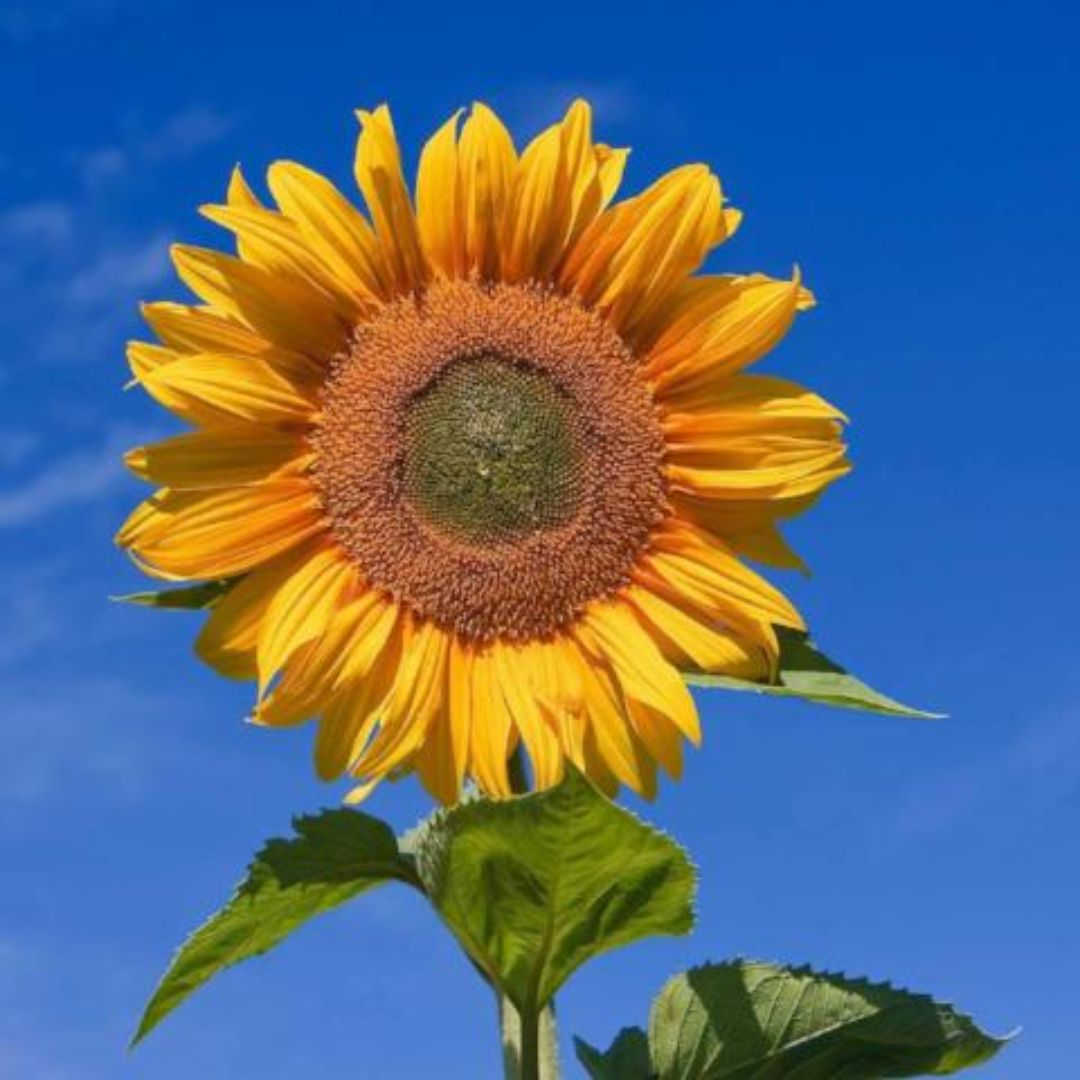 SUNFLOWER MAMMOTH RUSSIAN PKT