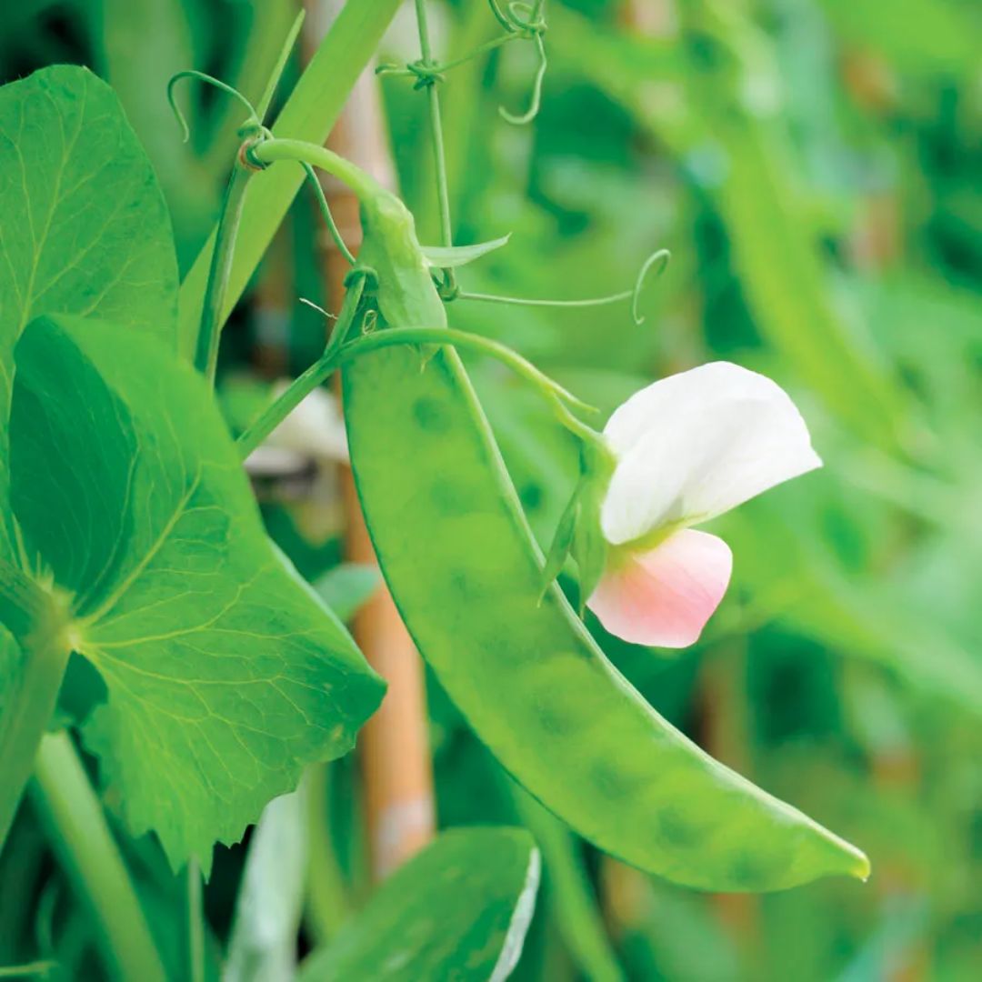 PEAS SUGAR DWARF WHITE BLOSSOM 1/2 LB PKT