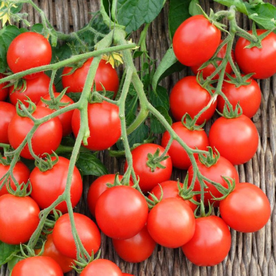 TOMATO RED CHERRY PKT