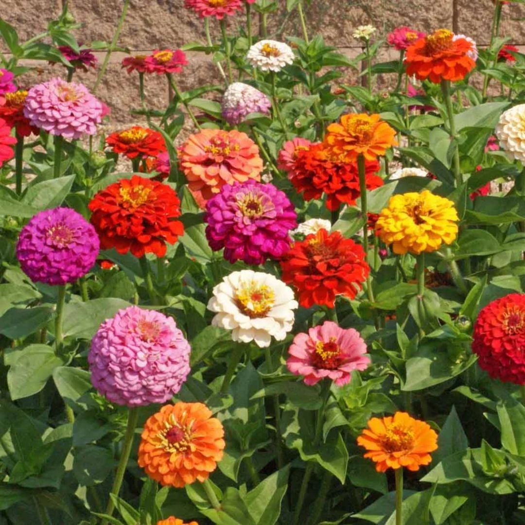 ZINNIA CUT &amp; COME AGAIN FLOWER PKT