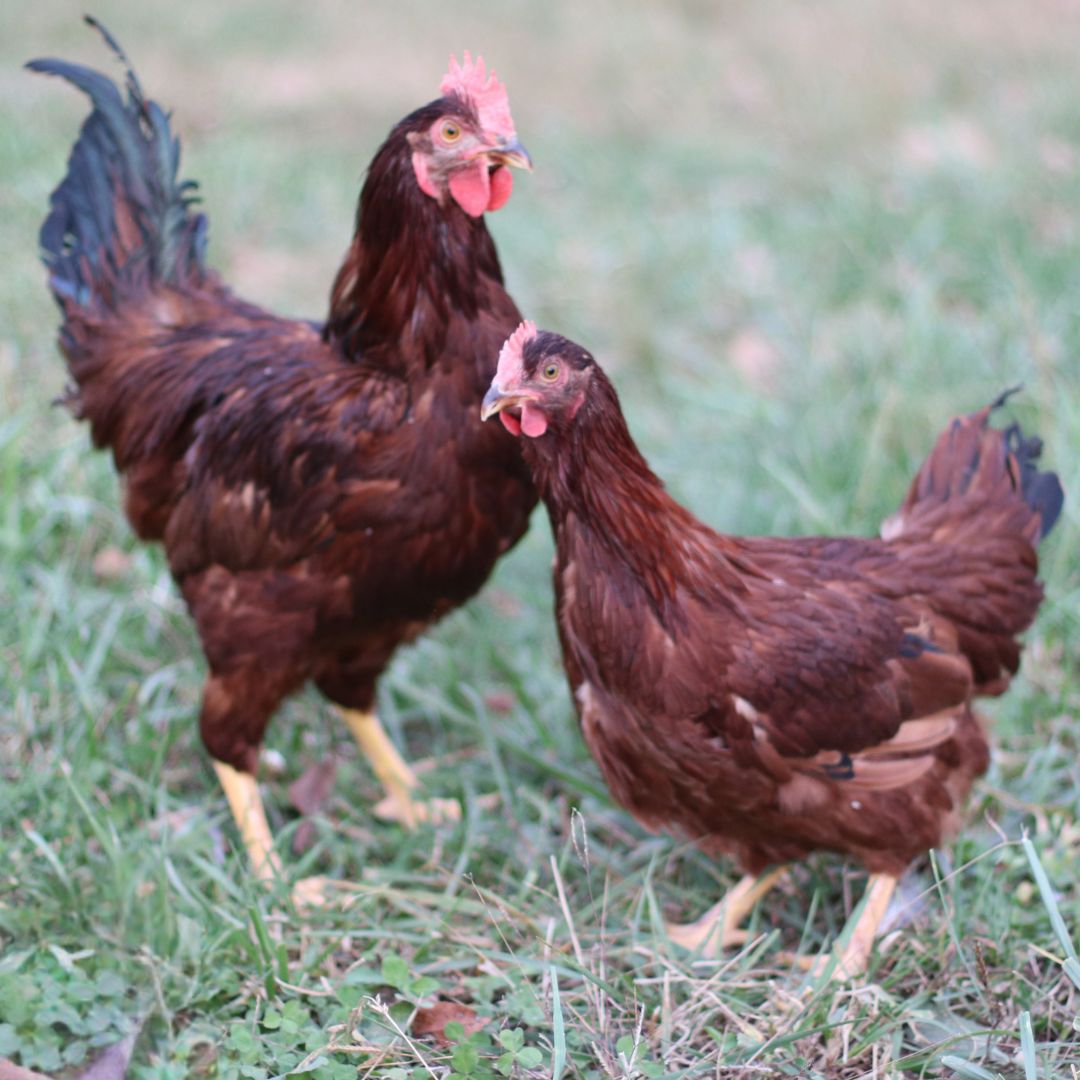 RHODE ISLAND RED PICK-UP DATE MARCH 5