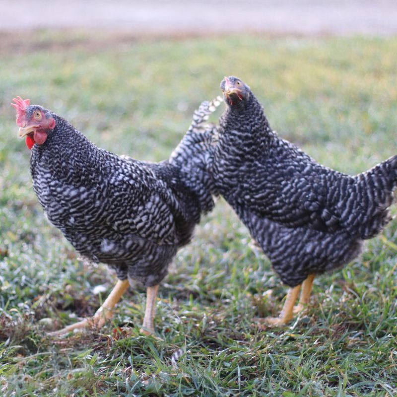 BARRED PLYMOUTH ROCK PICK-UP DATE APRIL 15