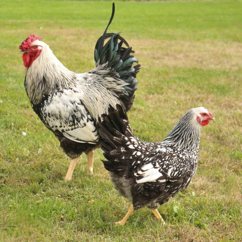 SILVER LACED WYANDOTTE PICK-UP DATE APRIL 15