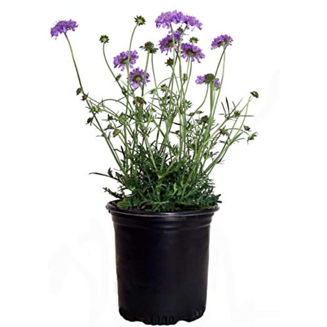 PERENNIAL GALLONS