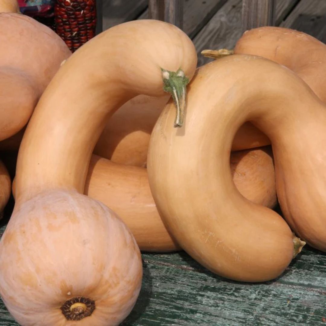 PUMPKIN NECK PKT