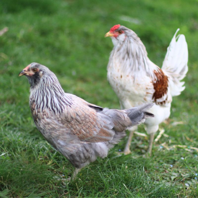 AMERICANA PICK-UP DATE MAY 13