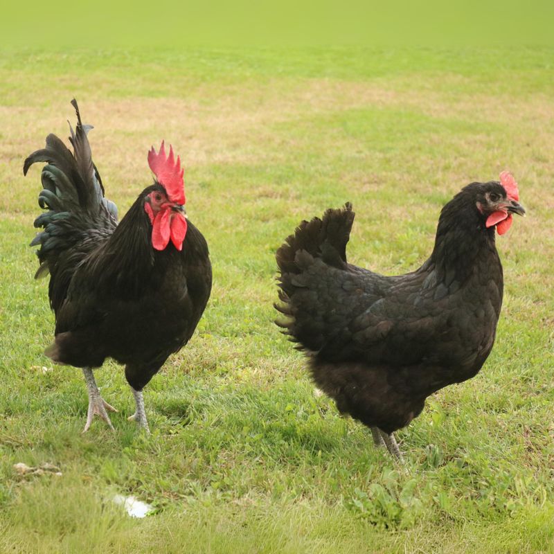 BLACK AUSTRALORP PICK-UP DATE MAY 7