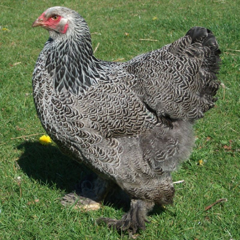 DARK BRAHMA PICK-UP DATE APRIL 15