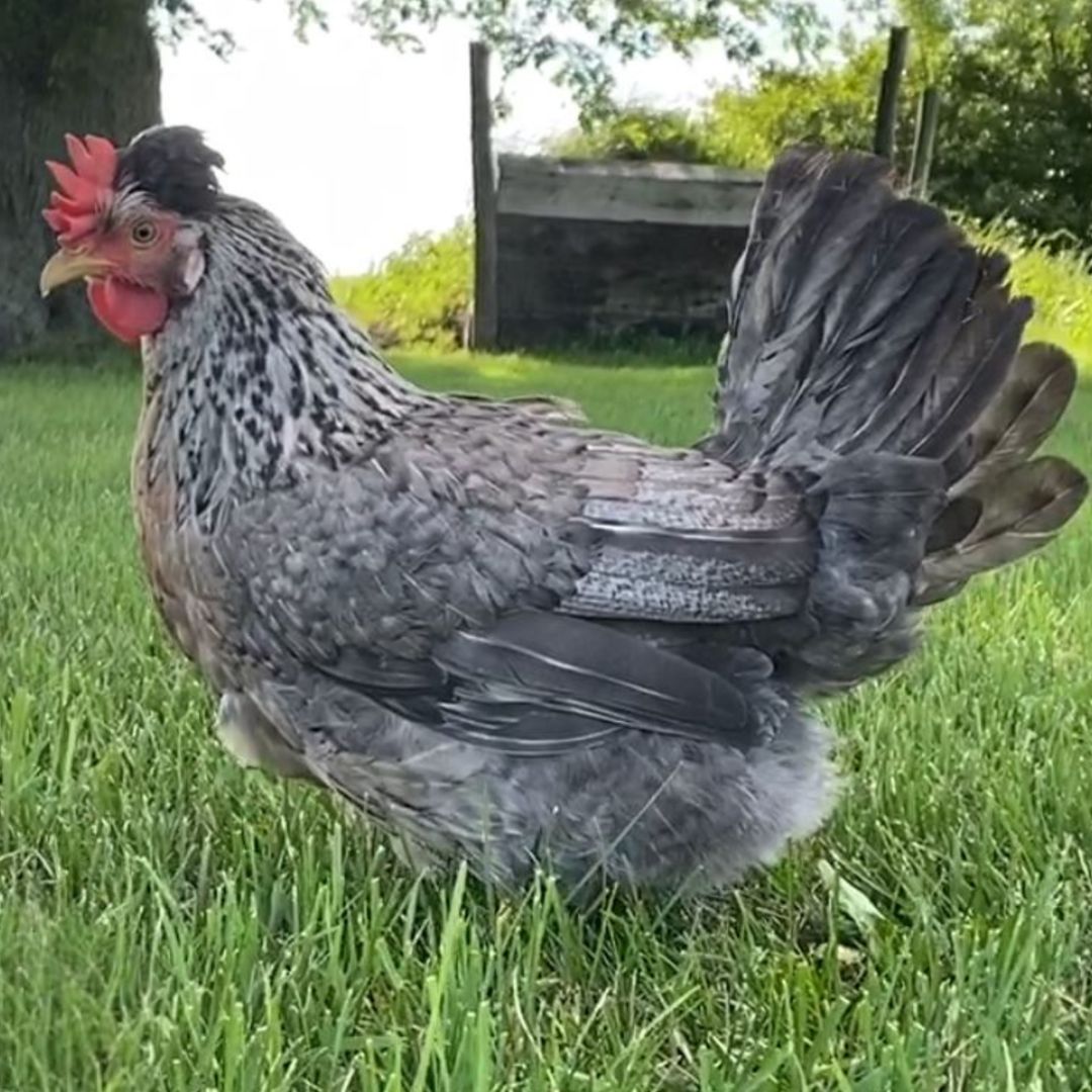 CREAM LEGBAR PICK-UP DATE JUNE 3