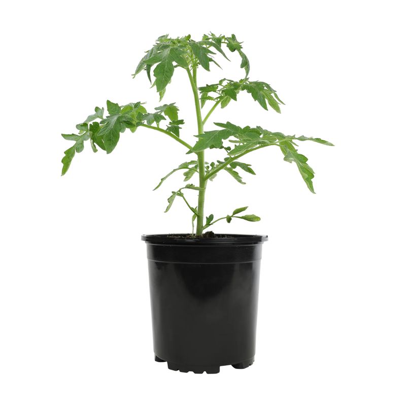 VEGETABLE/HERB POT