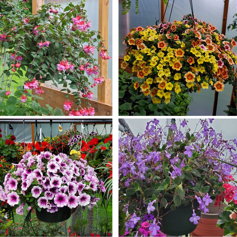 HANGING BASKET 10IN