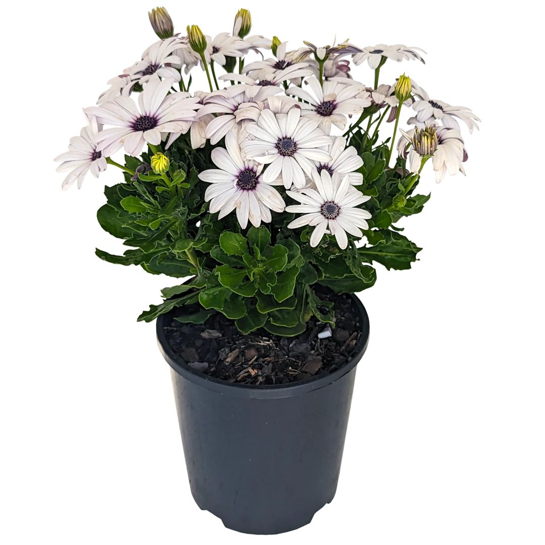 FLOWER POTS