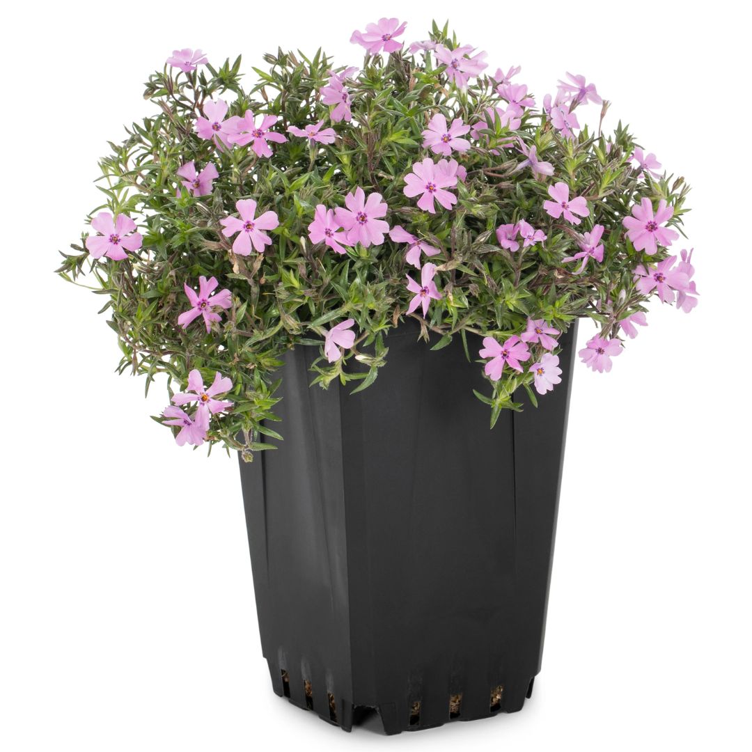 PERENNIAL QUARTS