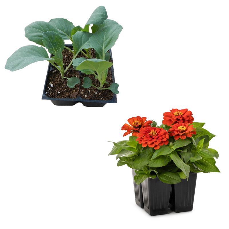 FLOWER/VEGTABLE/HERB 4PK