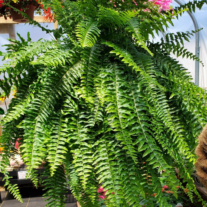 FERN HANGING BASKET