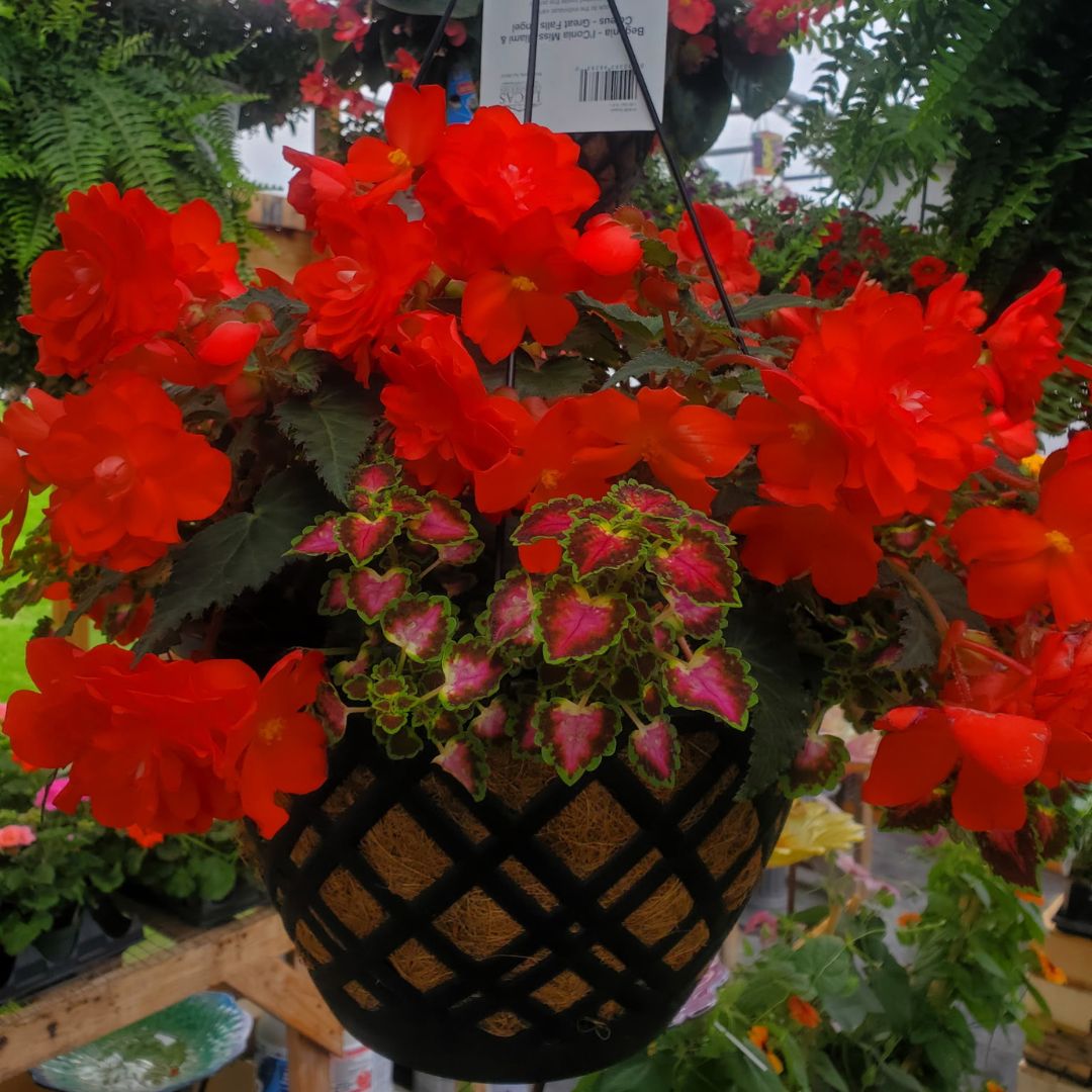 XL HANGING BASKET