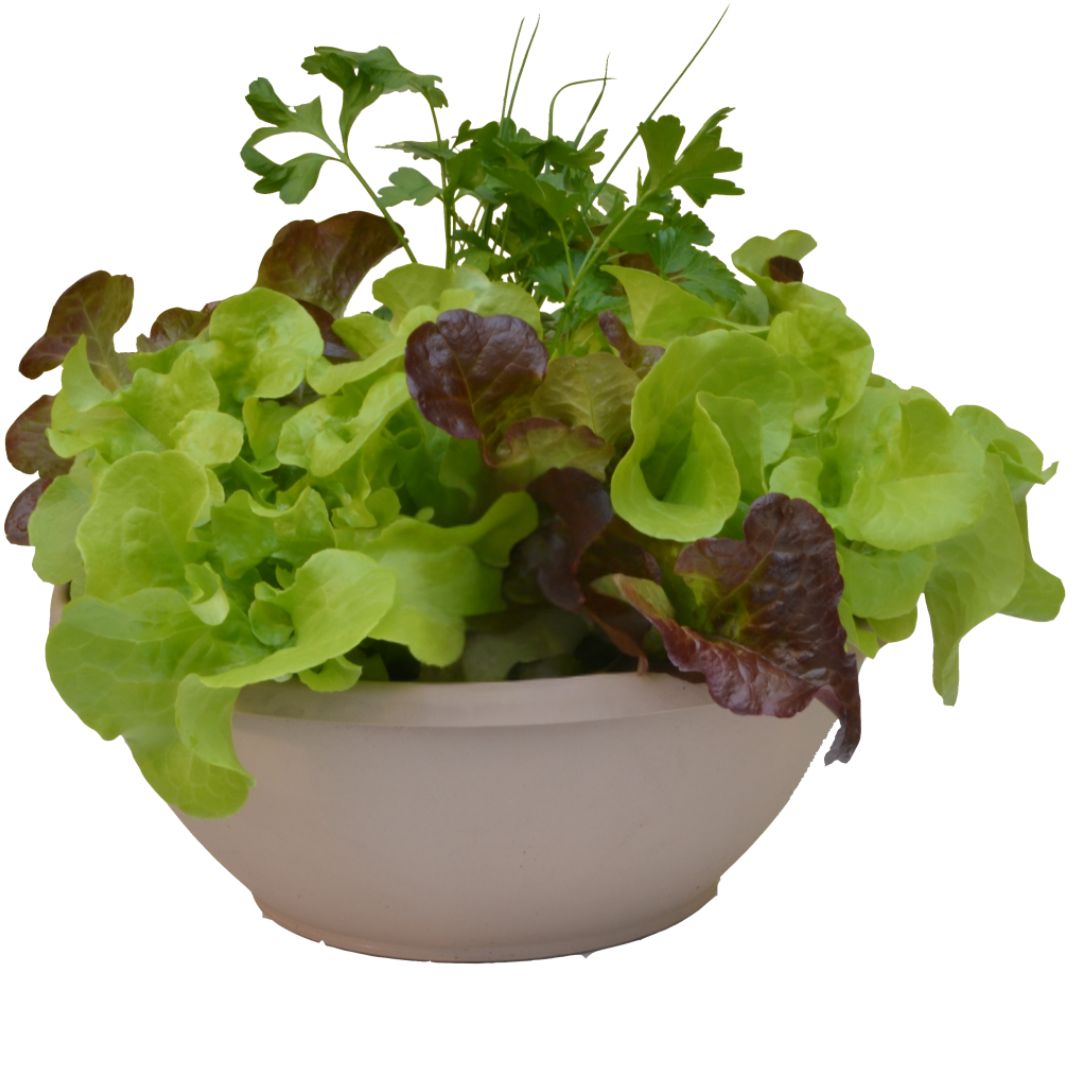 SALAD BOWL PLANTER 9IN