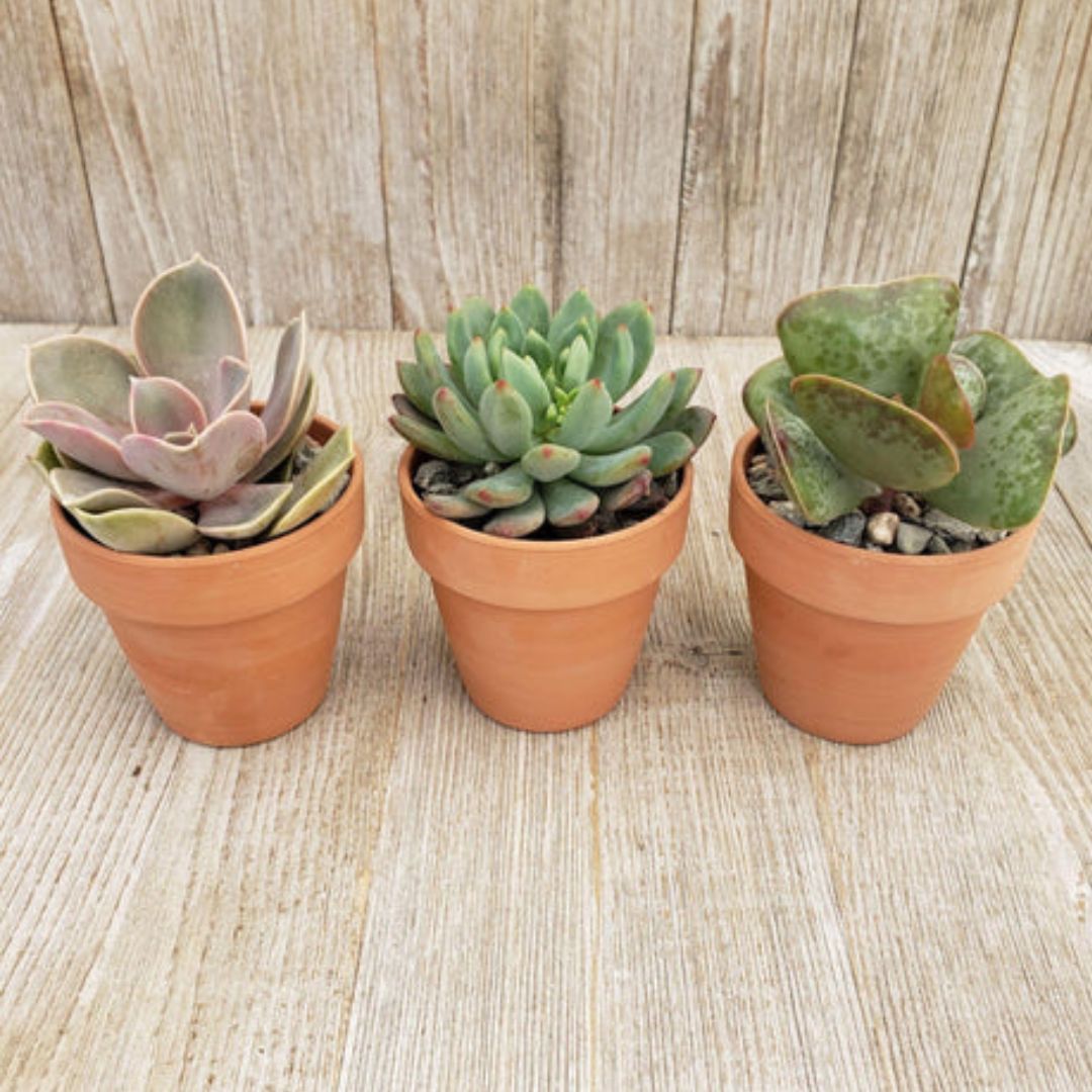SUCCULENT POT
