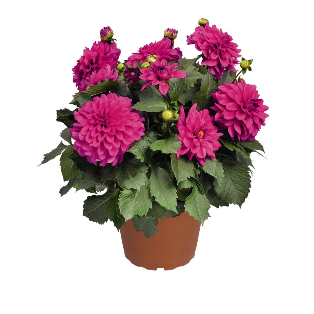 PLANTER  8IN