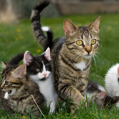 CAT FOOD &amp; SUPPLIES