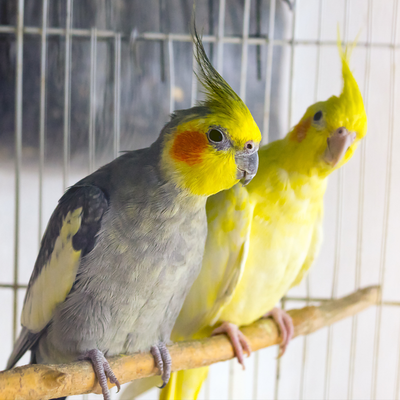 COMPANION BIRD FOOD &amp; SUPPLIES
