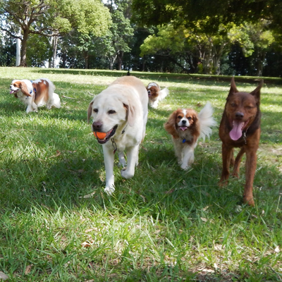 DOG FOOD &amp; SUPPLIES