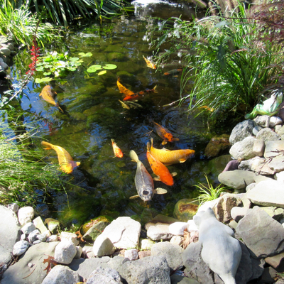 FISH/POND FEED &amp; SUPPLIES