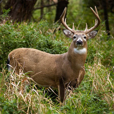WILDLIFE