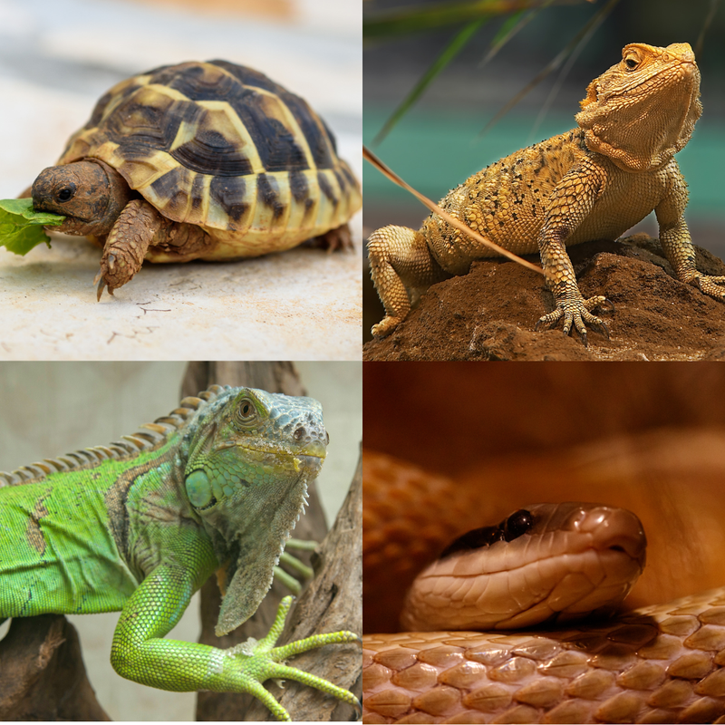 A closer look at Reptile Feeding And Interactive Helpers