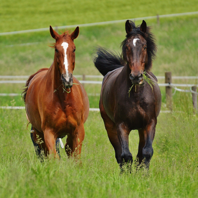 HORSE FEED &amp; SUPPLIES