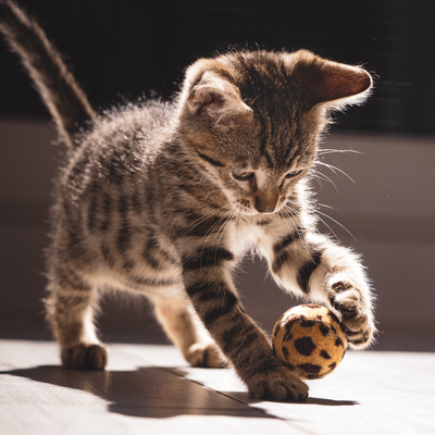 CAT TOYS