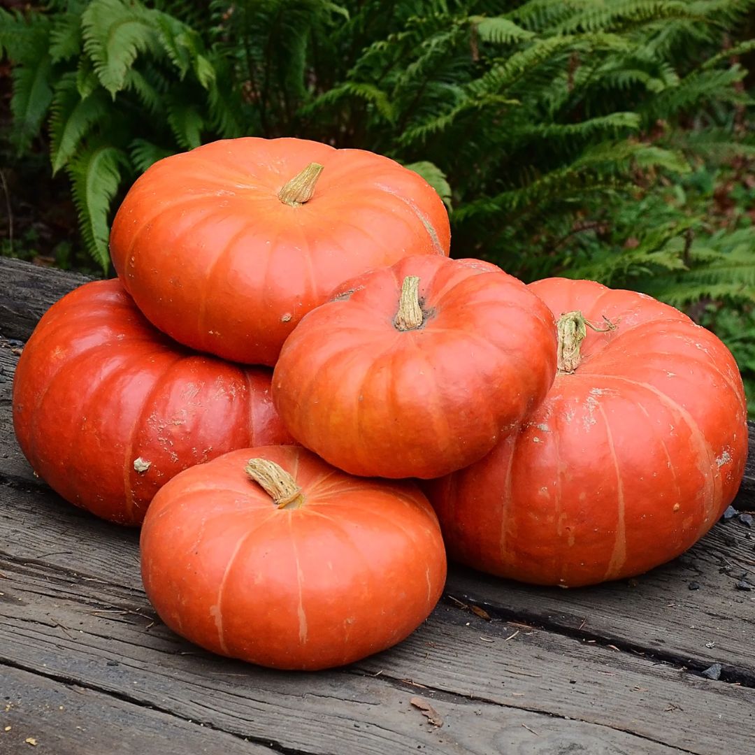 PUMPKIN CINDERELLA PKT