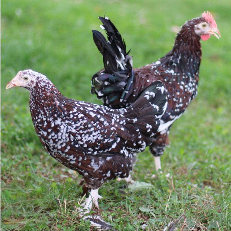 SPECKLED SUSSEX P/U JUNE 13