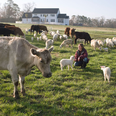 LIVESTOCK FEED &amp; SUPPLIES